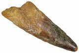 Fossil Spinosaurus Tooth - Real Dinosaur Tooth #373768-1